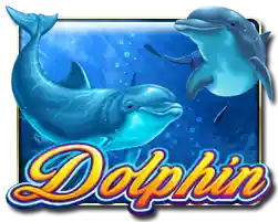 Dolphin